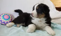 Bruno, a male Australian Shepherd for sale in Clare, MI – 3 of 4