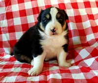 Bruno, a male Australian Shepherd for sale in Clare, MI – Photo 2 of 2