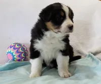 Bruno, a male Australian Shepherd for sale in Clare, MI – 2 of 4