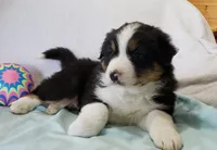 Bruno, a male Australian Shepherd for sale in Clare, MI – 4 of 4