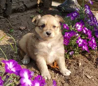 Maple, a female Australian Shepherd and Pomeranian for sale in Clare, MI – 3 of 4