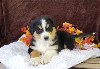 Knox, a male Australian Shepherd for sale in Clare, MI – Photo 2 of 2