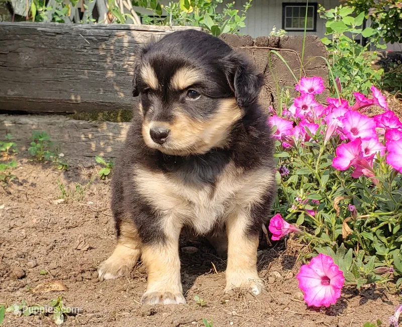 Ember – Australian Shepherd, Pomeranian puppy for sale in Clare, MI
