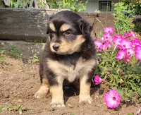 Ember, a female Australian Shepherd and Pomeranian for sale in Clare, MI – 1 of 5