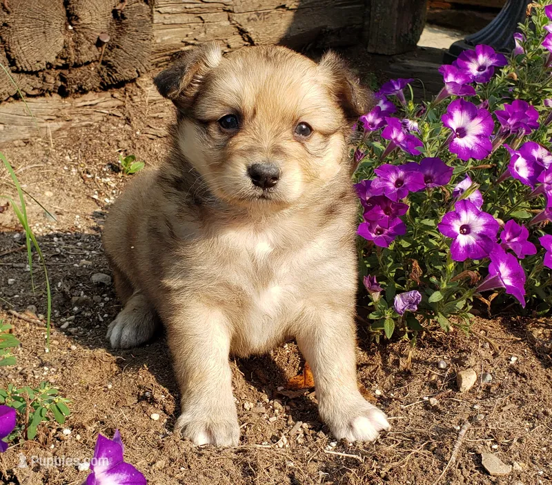 Maple – Australian Shepherd, Pomeranian puppy for sale in Clare, MI