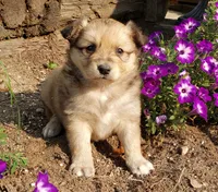 Maple, a female Australian Shepherd and Pomeranian for sale in Clare, MI – 1 of 4