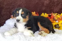 Kobe, a male Australian Shepherd for sale in Clare, MI – Photo 1 of 2