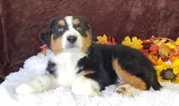 Kobe, a male Australian Shepherd for sale in Clare, MI – Photo 2 of 2