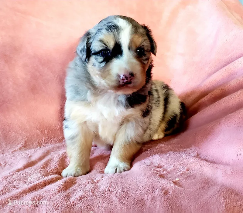 Skye – Australian Shepherd puppy for sale in Clare, MI