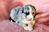Skye, a female Australian Shepherd for sale in Clare, MI – Photo 2 of 3