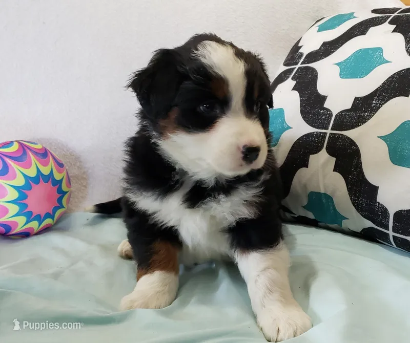 Ace – Australian Shepherd puppy on hold in Clare, MI