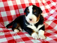 Ace, a male Australian Shepherd for sale in Clare, MI – Photo 3 of 3