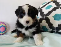 Ace, a male Australian Shepherd for sale in Clare, MI – 3 of 4