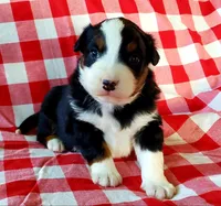 Ace, a male Australian Shepherd for sale in Clare, MI – Photo 2 of 3