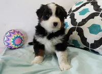 Ace, a male Australian Shepherd for sale in Clare, MI – 2 of 4