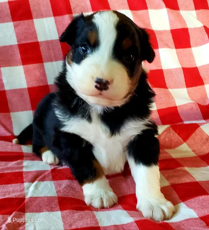 Ace – Australian Shepherd puppy for sale in Clare, MI