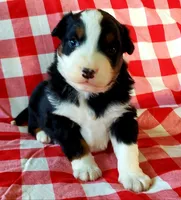 Ace, a male Australian Shepherd for sale in Clare, MI – Photo 1 of 3