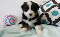 Ace, a male Australian Shepherd for sale in Clare, MI – 4 of 4