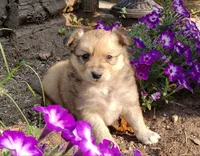 Maple, a female Australian Shepherd and Pomeranian for sale in Clare, MI – 2 of 4