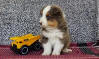 Maverick , a male Australian Shepherd for sale in Clare, MI – 3 of 4