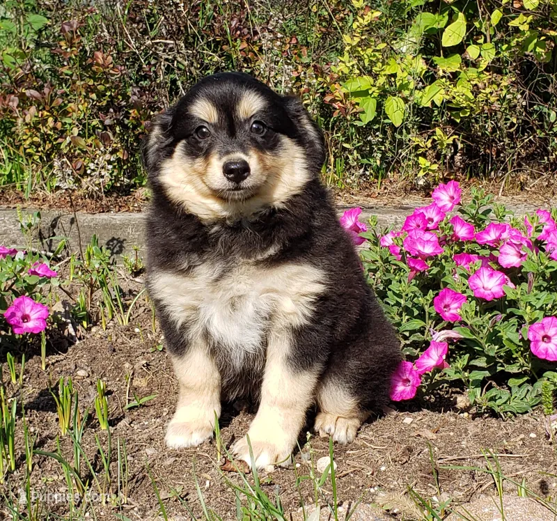 Ember – Australian Shepherd, Pomeranian puppy for sale in Clare, MI