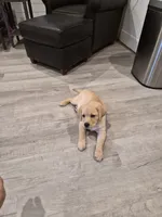 Akc English female Nova, a female Labrador Retriever for sale in Charleston, SC – 2 of 4