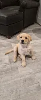 Akc English female Nova, a female Labrador Retriever for sale in Charleston, SC – 3 of 4