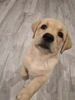 Akc English female Nova, a female Labrador Retriever for sale in Charleston, SC – 4 of 4