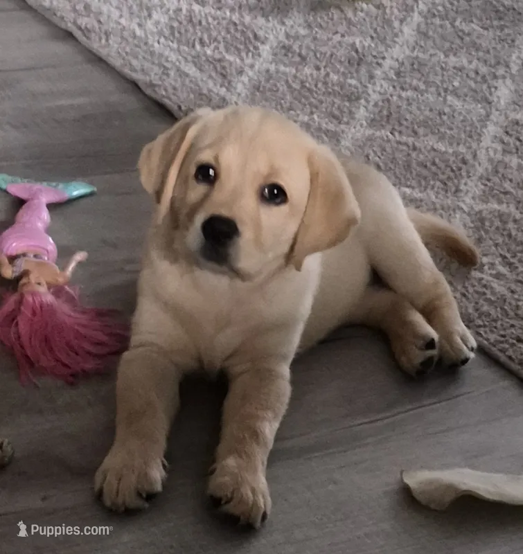 Akc English female Nova – Labrador Retriever puppy for sale in Charleston, SC