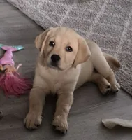 Akc English female Nova, a female Labrador Retriever for sale in Charleston, SC – 1 of 4