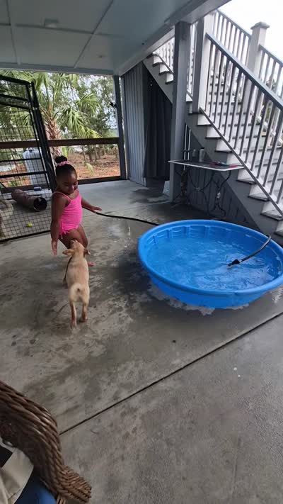 Akc labrador retriever , a female Labrador Retriever for sale in Charleston, SC – 5 of 5