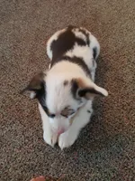 Auggie Pink nose, a female Pembroke Welsh Corgi and Toy Australian Shepherd for sale in Briggsdale, CO – Photo 2 of 2