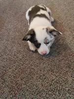Auggie Pink nose, a female Pembroke Welsh Corgi and Toy Australian Shepherd for sale in Briggsdale, CO – Photo 1 of 2