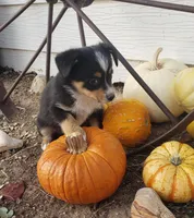 Ellie G3, a female Pembroke Welsh Corgi and Miniature Australian Shepherd for sale in Briggsdale, CO – Photo 2 of 4