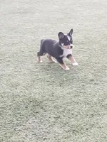 Ellie G3, a female Pembroke Welsh Corgi and Miniature Australian Shepherd for sale in Briggsdale, CO – Photo 3 of 4
