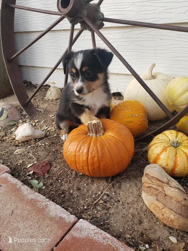 Ellie G3, a female Pembroke Welsh Corgi and Miniature Australian Shepherd for sale in Briggsdale, CO – Photo 1 of 4