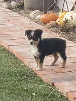 Ellie G3, a female Pembroke Welsh Corgi and Miniature Australian Shepherd for sale in Briggsdale, CO – Photo 4 of 4