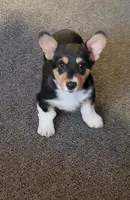 Abby Gril, a female Pembroke Welsh Corgi for sale in Briggsdale, CO – Photo 4 of 4