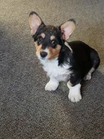 Abby Gril, a female Pembroke Welsh Corgi for sale in Briggsdale, CO – Photo 2 of 4