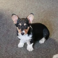 Abby Gril, a female Pembroke Welsh Corgi for sale in Briggsdale, CO – Photo 3 of 4