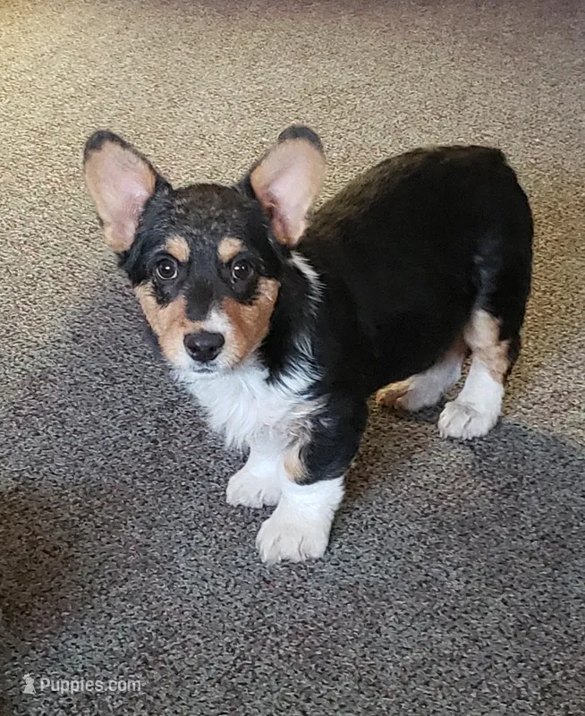 Abby Gril, a female Pembroke Welsh Corgi for sale in Briggsdale, CO – Photo 1 of 4
