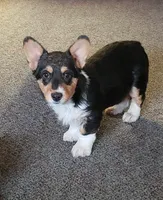 Abby Gril, a female Pembroke Welsh Corgi for sale in Briggsdale, CO – Photo 1 of 4