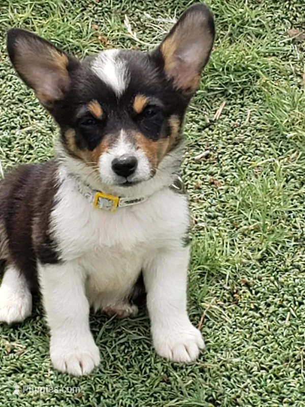 Auggie Girl 1, a female Pembroke Welsh Corgi and Miniature Australian Shepherd for sale in Briggsdale, CO – Photo 1 of 6