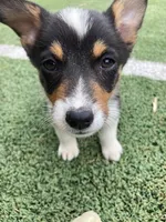 Auggie Girl 1, a female Pembroke Welsh Corgi and Miniature Australian Shepherd for sale in Briggsdale, CO – Photo 5 of 6