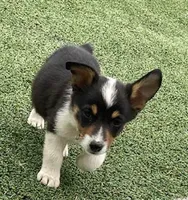 Auggie Girl 1, a female Pembroke Welsh Corgi and Miniature Australian Shepherd for sale in Briggsdale, CO – Photo 4 of 6