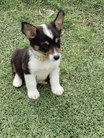 Auggie Girl 1, a female Pembroke Welsh Corgi and Miniature Australian Shepherd for sale in Briggsdale, CO – Photo 2 of 6