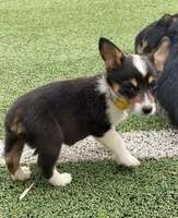Auggie Girl 1, a female Pembroke Welsh Corgi and Miniature Australian Shepherd for sale in Briggsdale, CO – Photo 6 of 6