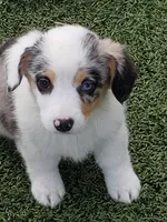 Auggie Girl 2, a female Pembroke Welsh Corgi and Toy Australian Shepherd for sale in Briggsdale, CO – Photo 1 of 5