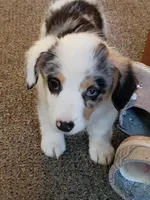 Auggie Girl 2, a female Pembroke Welsh Corgi and Toy Australian Shepherd for sale in Briggsdale, CO – Photo 4 of 5