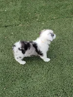 Auggie Girl 2, a female Pembroke Welsh Corgi and Toy Australian Shepherd for sale in Briggsdale, CO – Photo 3 of 5